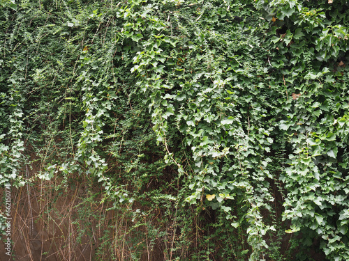 Fototapeta Naklejka Na Ścianę i Meble -  ivy plant background