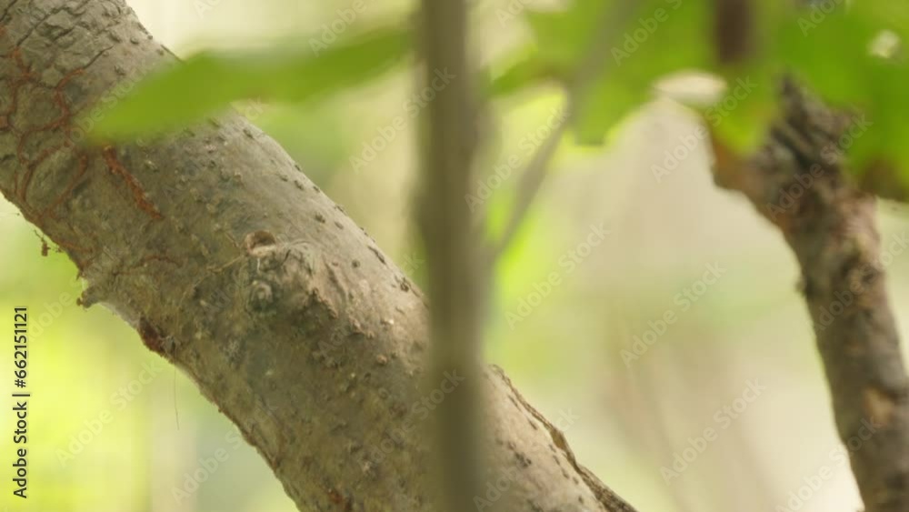Draco flying lizard quickly running down branch Draco flying lizard quickly running down branch