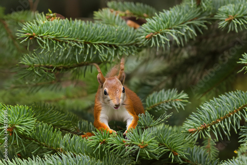 fluffy orange little squirrel sitting on a green Christmas tree branch. AI GENERATE