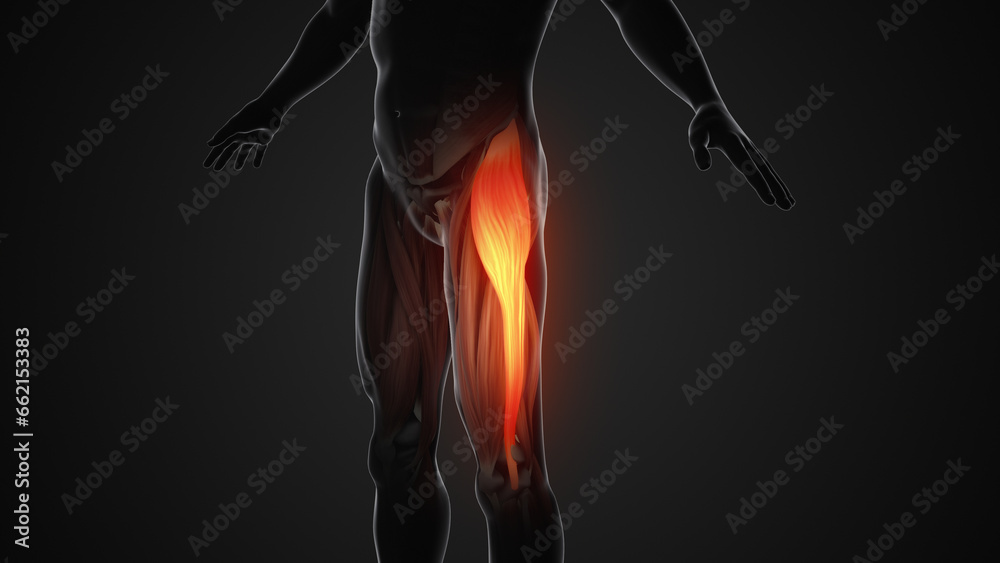 Pain and injury in the Tensor Fasciae Latae Muscles - obrazy, fototapety, plakaty 