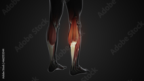 Pain and injury in the Gastrocnemius Muscles photo