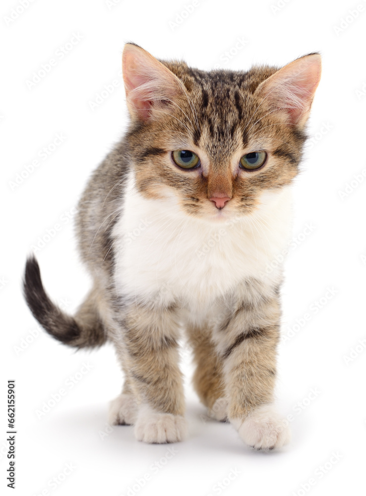 Fototapeta premium Kitten on white background.