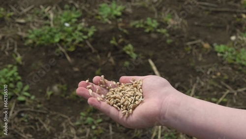 wheat grain in children's hands close-up
