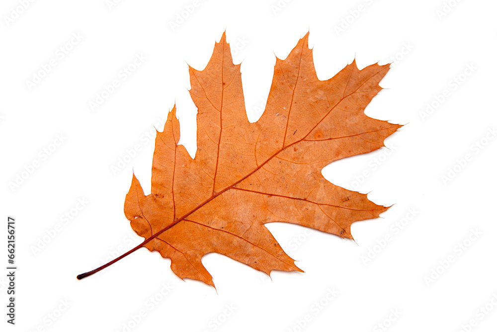 autumn oak leaves isolated on white background autumn oak leaves isolated on white background