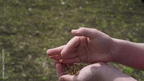 wheat grain in children's hands close-up