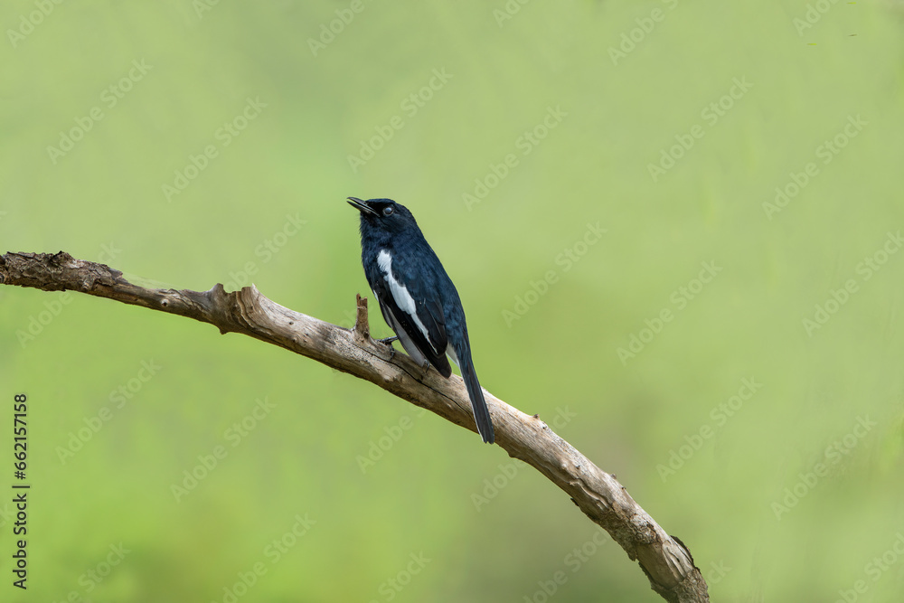 Copsychus Saularis, the Oriental magpie-robin, is a small passerine bird formerly classified as a member of the thrush family Turdidae but now considered an Old World flycatcher.