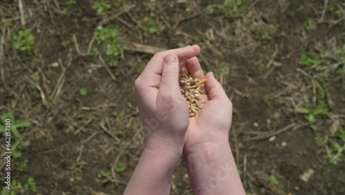 wheat grain in children's hands close-up