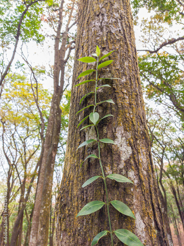 Fototapeta premium trees in the woods