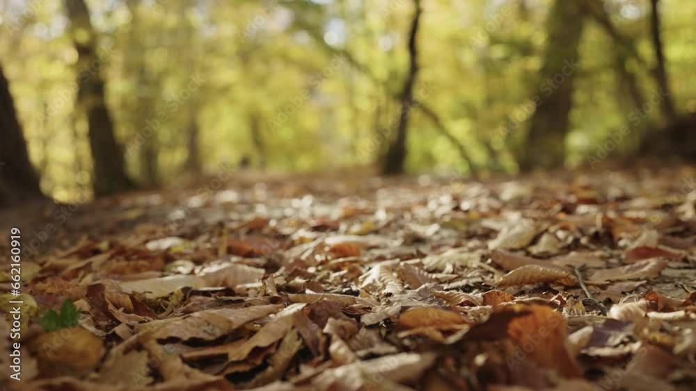 Slow motion fallen autumn leaves on a ground in forest Slow motion fallen autumn leaves on a ground in forest