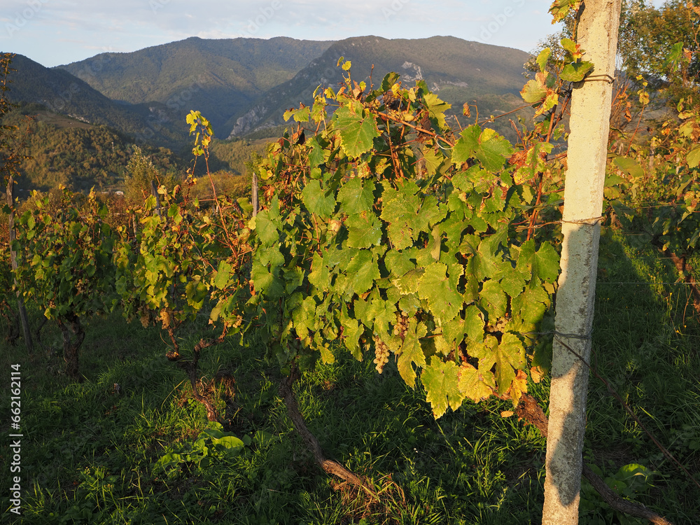 Georgia – the cradle of winemaking