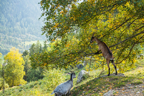 Zwei Ziegen in der Herbststimmung im Bergell