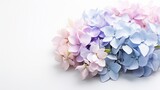 A cluster of pastel hydrangea blossoms, with their soft blue and lilac hues, forming a gentle and calming arrangement