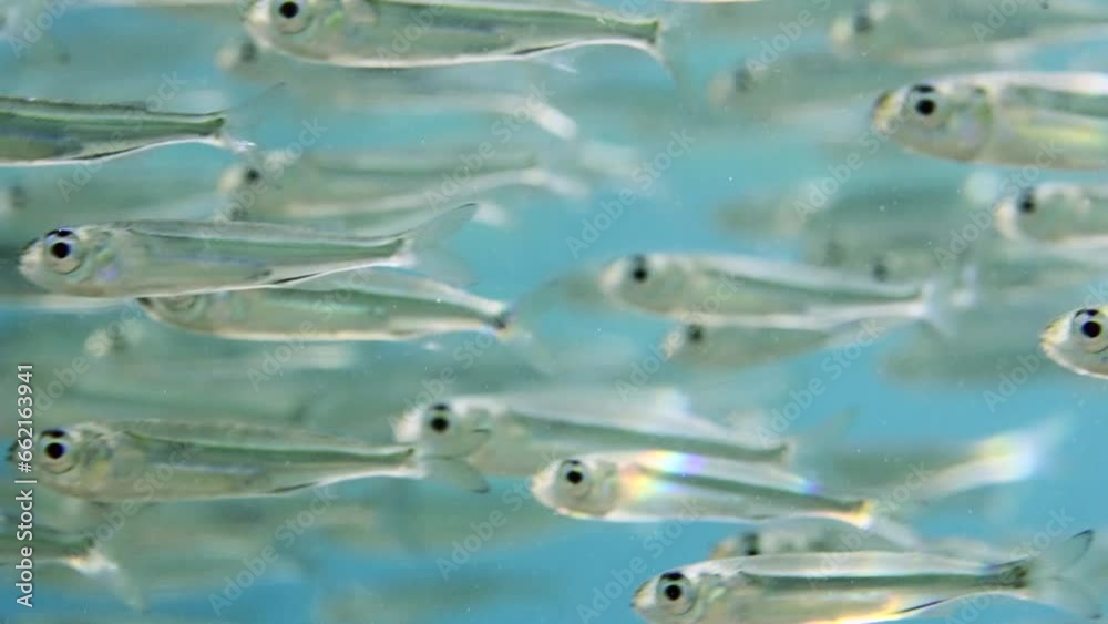 Close-up of big school of Hardyhead Silverside fishes swimming fast in blue water during at daytime in bright sunbeams Close-up of big school of Hardyhead Silverside fishes swimming fast in blue water during at daytime in bright sunbeams