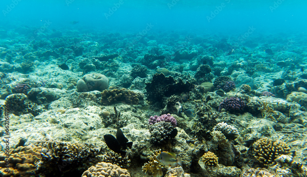 A view of coral reef in Sharm El Sheik