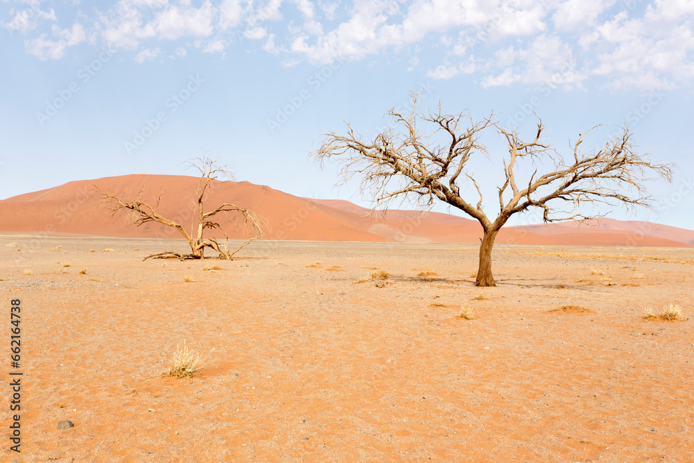 View of red sand dunes and dead tree in Sossusvlei
