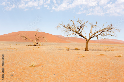 View of red sand dunes and dead tree in Sossusvlei
