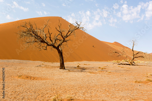 View of red sand dunes and dead tree in Sossusvlei