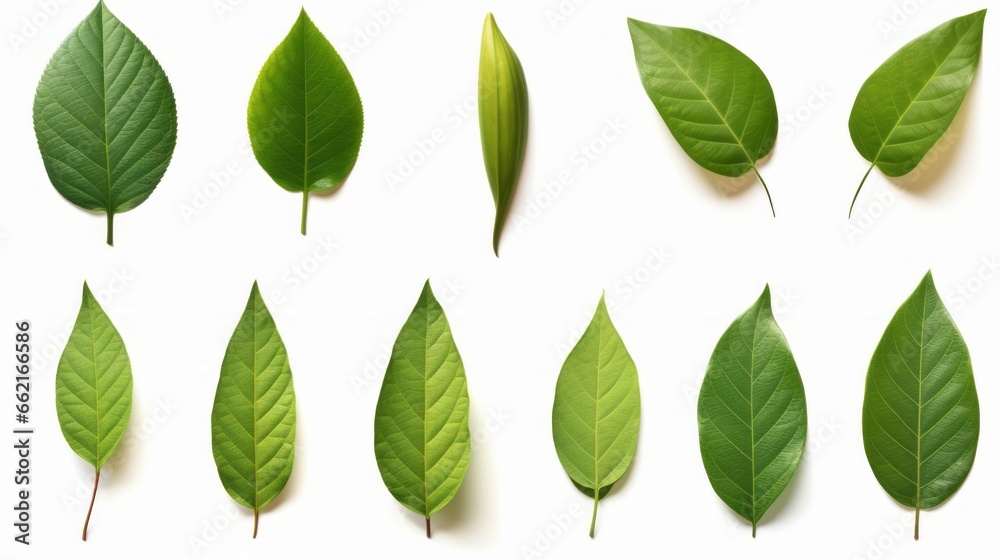 A vibrant collection of green leaves on a clean white background