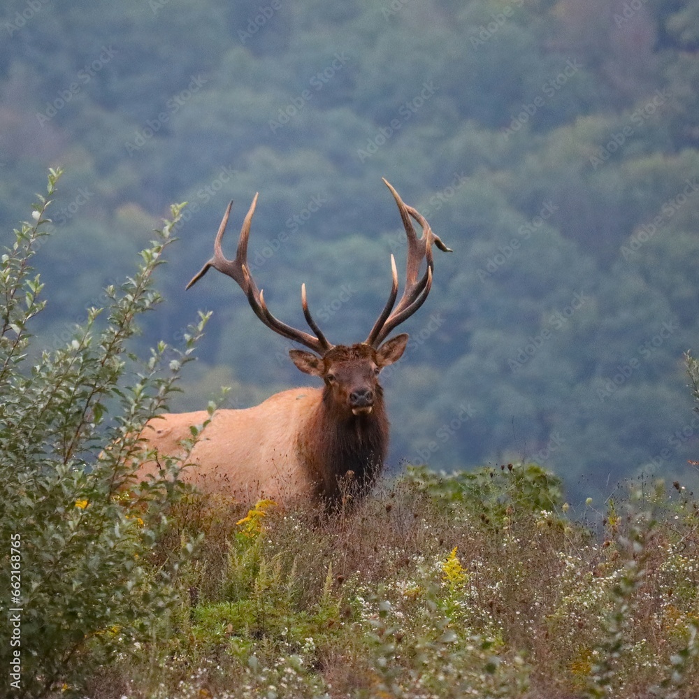 Majestic Rocky Mountain Bull Elk Clearfield County PA During Fall Autumn Rut Breeding Season Majestic Rocky Mountain Bull Elk Clearfield County PA During Fall Autumn Rut Breeding Season