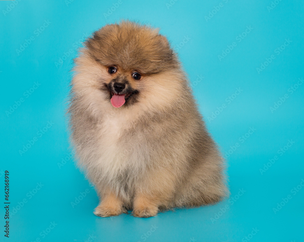 Pomeranian puppy sits and looks at the camera