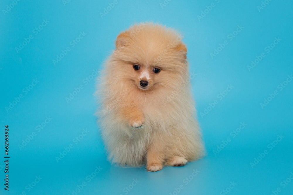 Small Pomeranian puppy gives a paw