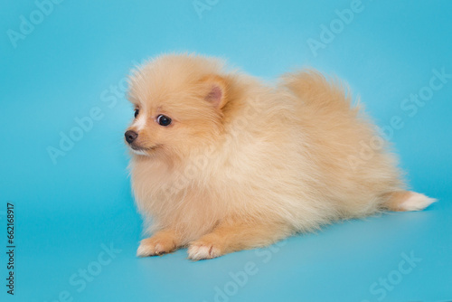 Small Pomeranian puppy lies on its stomach