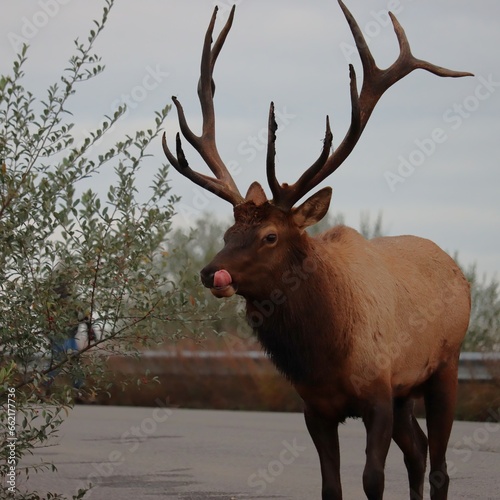 Wallpaper Mural Majestic Rocky Mountain Bull Elk Clearfield County PA During Fall Autumn Rut Breeding Season Torontodigital.ca