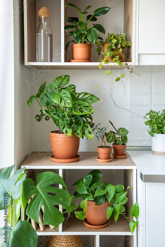 Apartment interior with ornamental plants. Shelves decorated with terracotta pots with variety of green houseplants. Diversity of flora in home indoors. Crazy love for plants, gardener florist flat