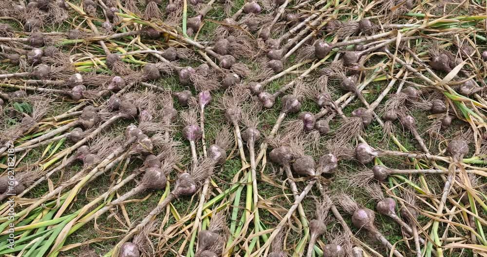 garlic lies on the ground during drying, home harvest of harvested garlic during preparation for storage garlic lies on the ground during drying, home harvest of harvested garlic during preparation for storage