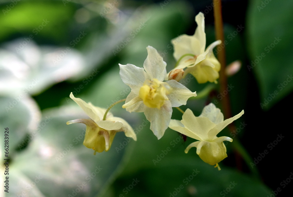Gelbe Blüten einer Elfenblume Gelbe Blüten einer Elfenblume