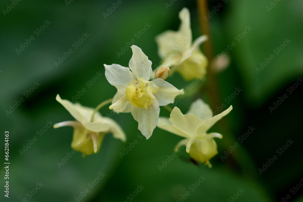 Fototapeta premium Gelbe Blüten einer Elfenblume