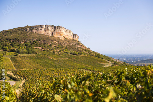 Принти на полотні Falaise calcaire de la Roche du Vergisson surplombant le vignoble de la célèbre