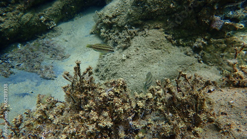 East Atlantic peacock wrasse  Symphodus tinca  undersea  Aegean Sea  Greece  Halkidiki