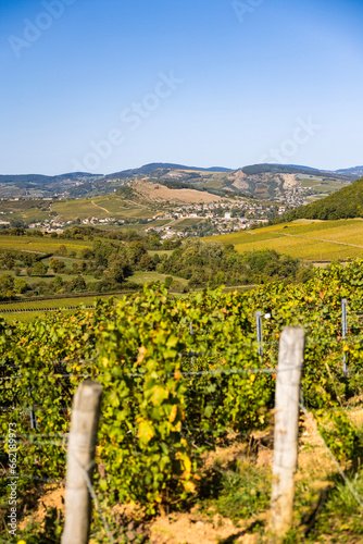 Принти на полотні Village de La Roche-Vineuse, entouré par le vignoble de la célèbre appellation P