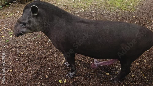 Close view of a Tapirs standing with an erected penis on a meadow on a sunny day photo