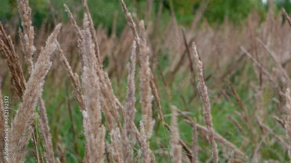 Close-up of colorful autumn grass swaying in a strong wind. High quality FullHD footage Close-up of colorful autumn grass swaying in a strong wind. High quality FullHD footage