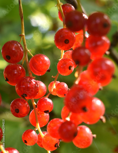red currant berries