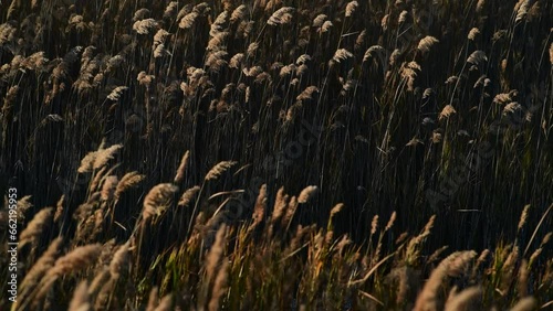 CARRIZO SECO MOVIENDOSE AL VIENTO