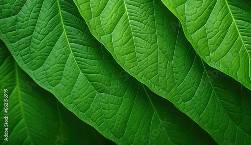 Abstract close-up macro image of green organic leaf