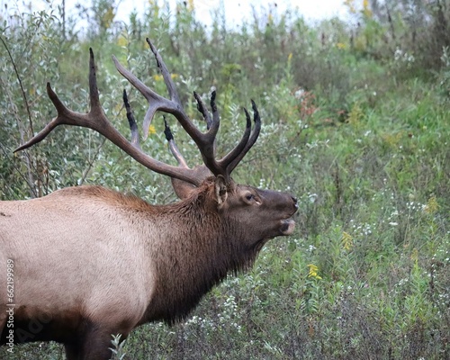 Rocky Mountain Elk Bull Bugling Scream Whistle Autumn Fall 
