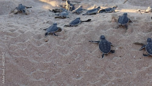 Zoomed video of baby green turtles hatchlings on the beach. Many baby turtles going out of the nest, walking on the sand to the ocean. Ningaloo Marine Park, Cape Range in Exmouth, Western Australia. photo