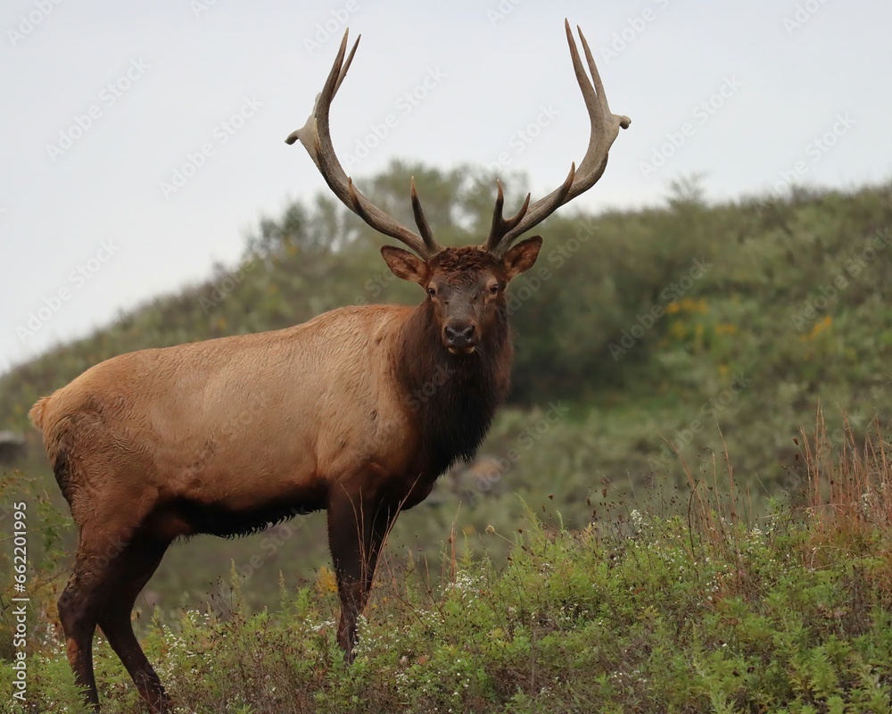 Majestic Rocky Mountain Bull Elk Clearfield County PA During Fall Autumn Rut Breeding Season Majestic Rocky Mountain Bull Elk Clearfield County PA During Fall Autumn Rut Breeding Season