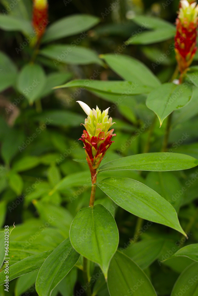 Indian head ginger, Costus speciosus Indian head ginger, Costus speciosus