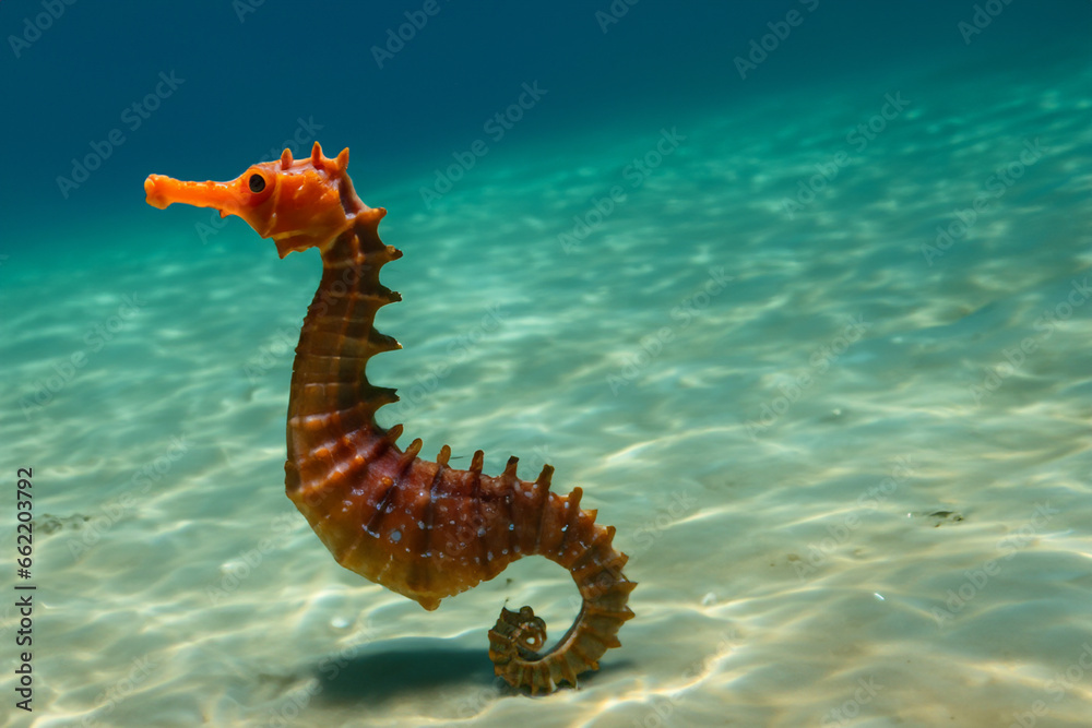  little seahorse swims in the depths of the blue ocean with sun rays in the water. AI GENERATE - obrazy, fototapety, plakaty 