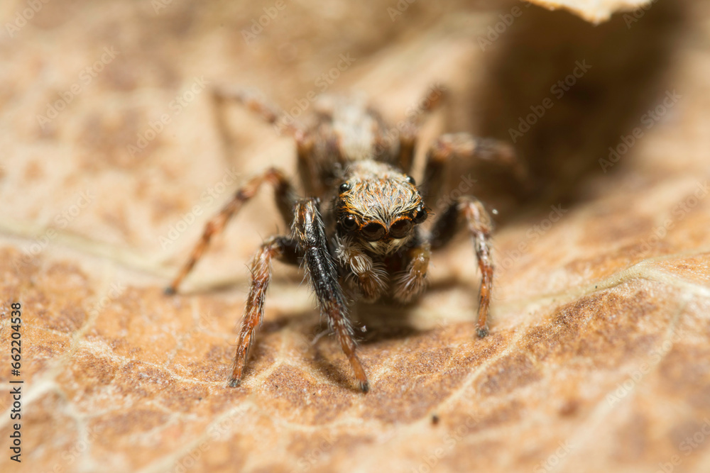 Artistic close ups of a jumping spider or Salticidae, a common spider species all over the world. Very cute spider and very friendly. Halloween is comming.
Artistic close ups of a jumping spider or Salticidae, a common spider species all over the world. Very cute spider and very friendly. Halloween is comming.
