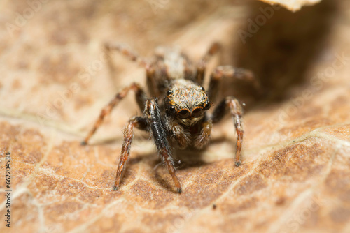 Artistic close ups of a jumping spider or Salticidae, a common spider species all over the world. Very cute spider and very friendly. Halloween is comming. 