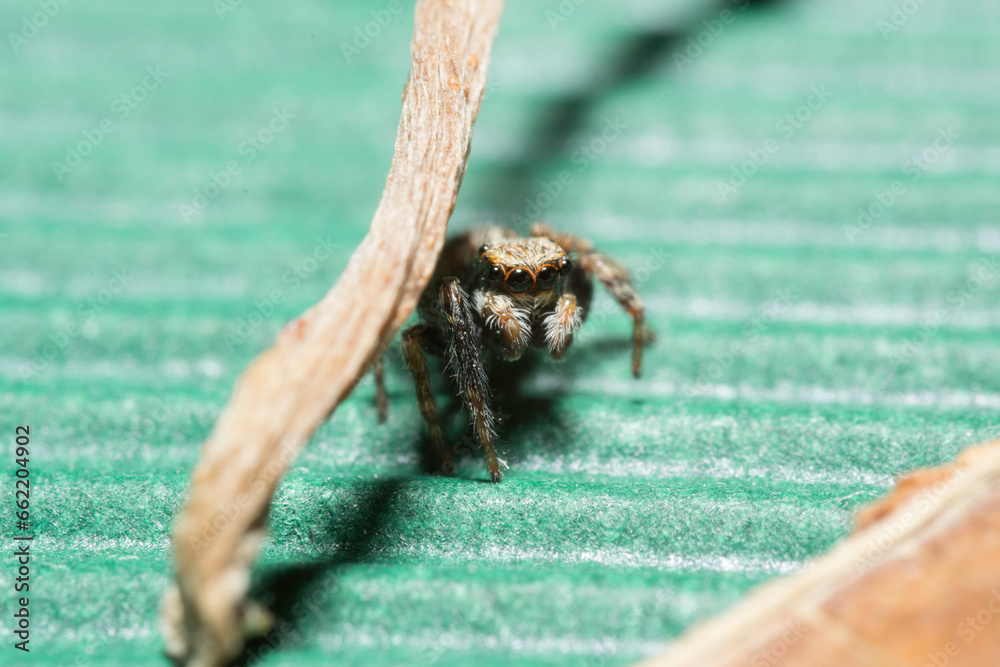 Artistic close ups of a jumping spider or Salticidae, a common spider ...