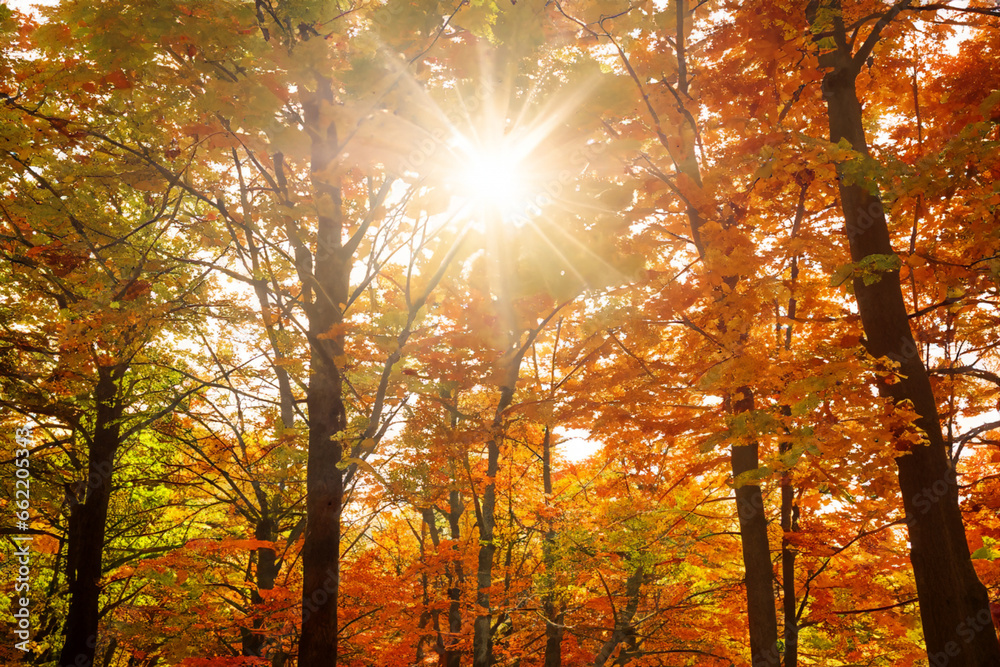 Obraz premium golden maple forest with sky and sun glare. AI GENERATE