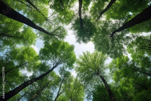 Looking up at the green tops of trees. generative ai photo