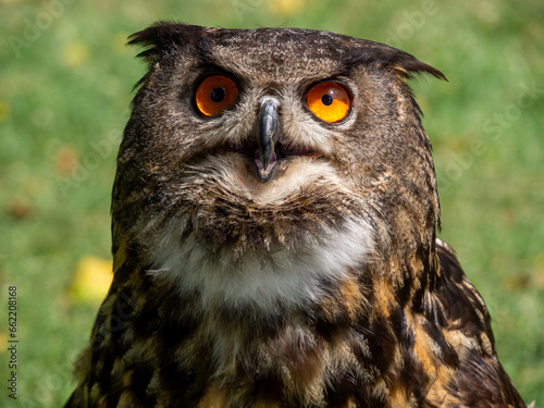 Portrait of an Eagle Owl © LaRoche